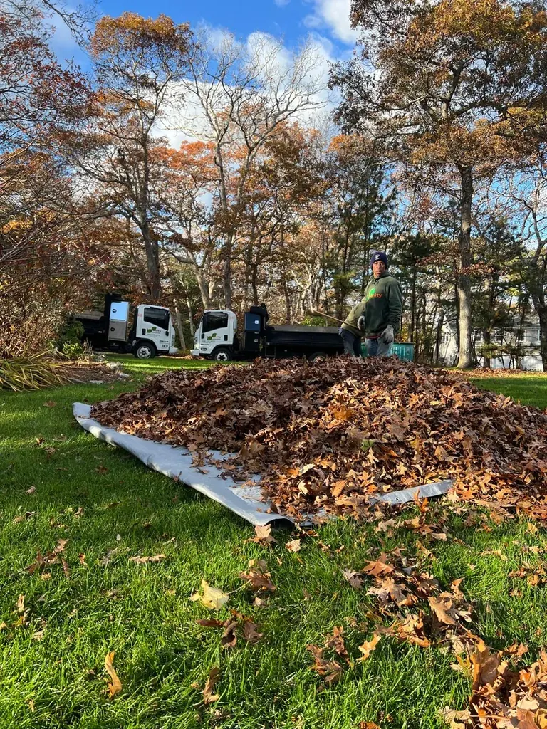 Autumn leaf cleanup on a Martha's Vineyard lawn