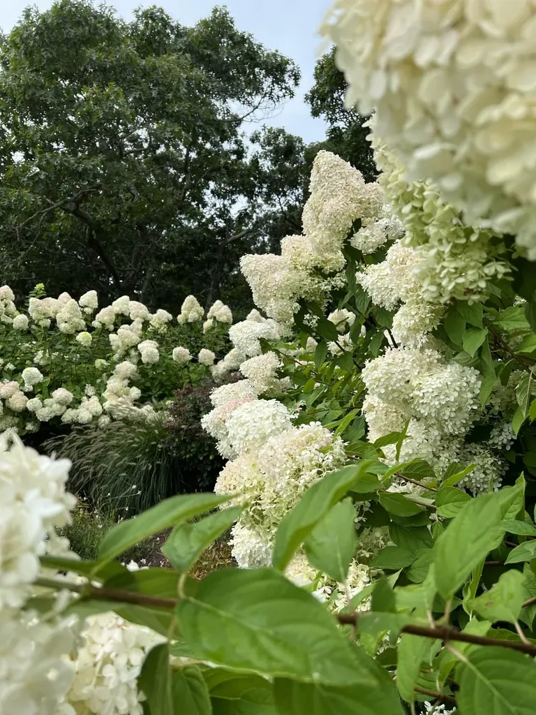 Maintained hydrangeas and planting beds on a Martha's Vineyard property