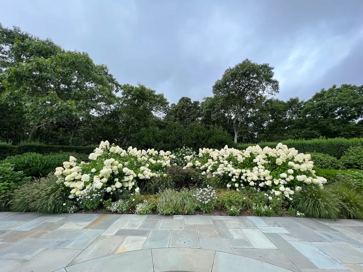 White hydrangea planting on Martha's Vineyard