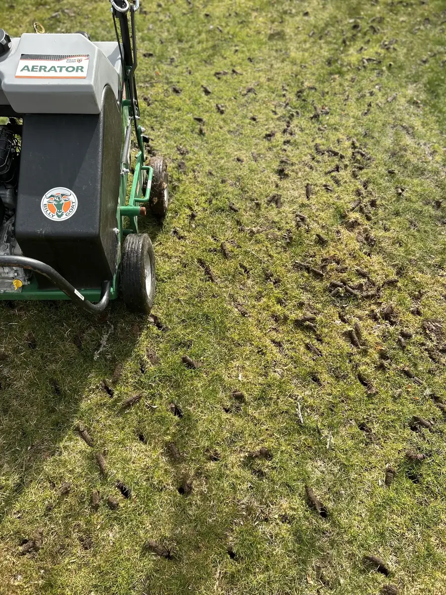 Lawn covered with aeration plugs after core aeration