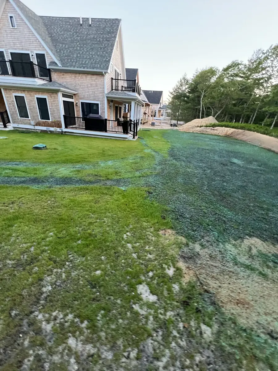 Hydroseeded lawn starting to grow in beside a new home