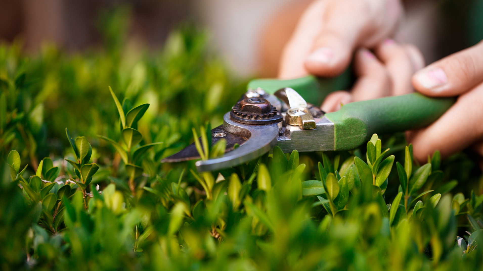 Professional Lawn Maintenance in Edgartown