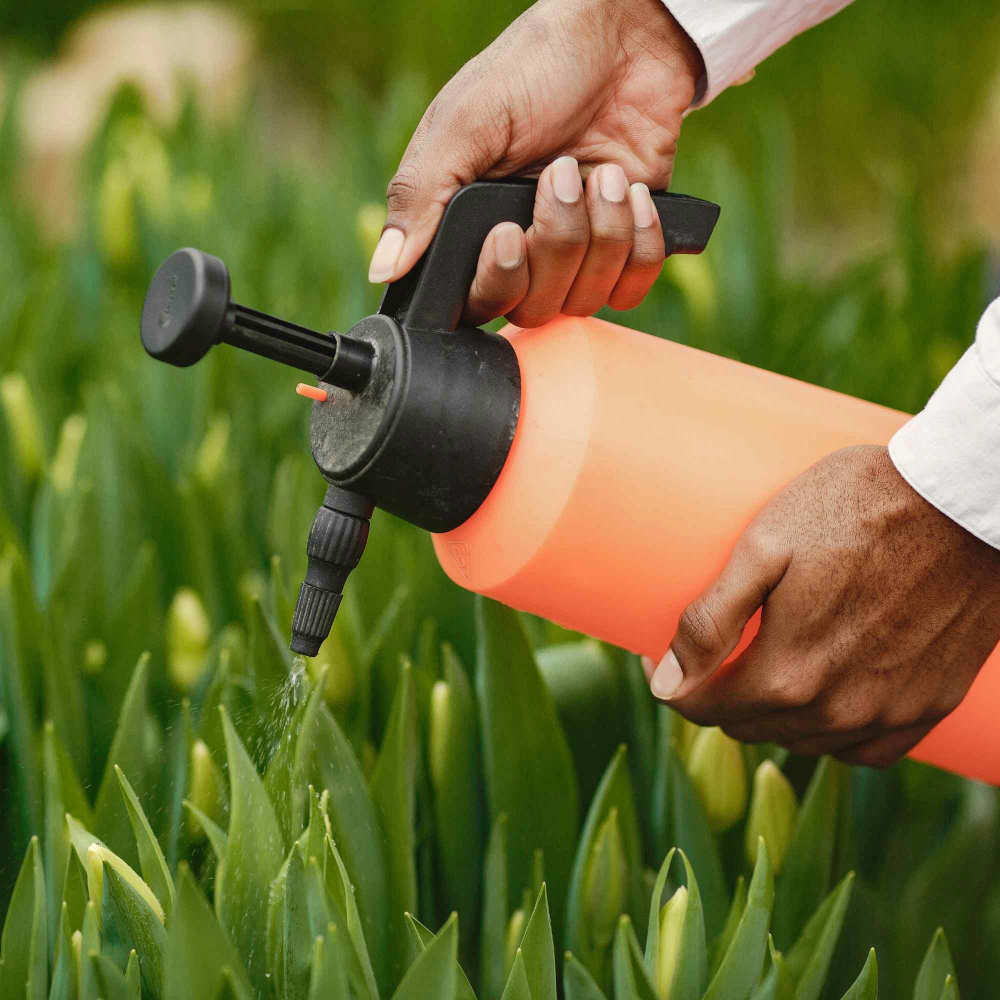 lawn weed control services lawn weed control services