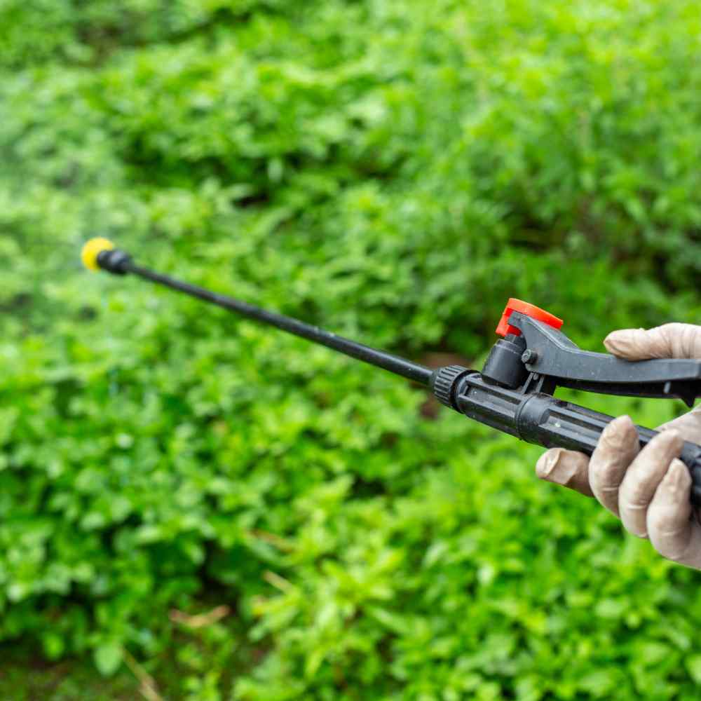 lawn weed control services Edgartown lawn weed control services Edgartown