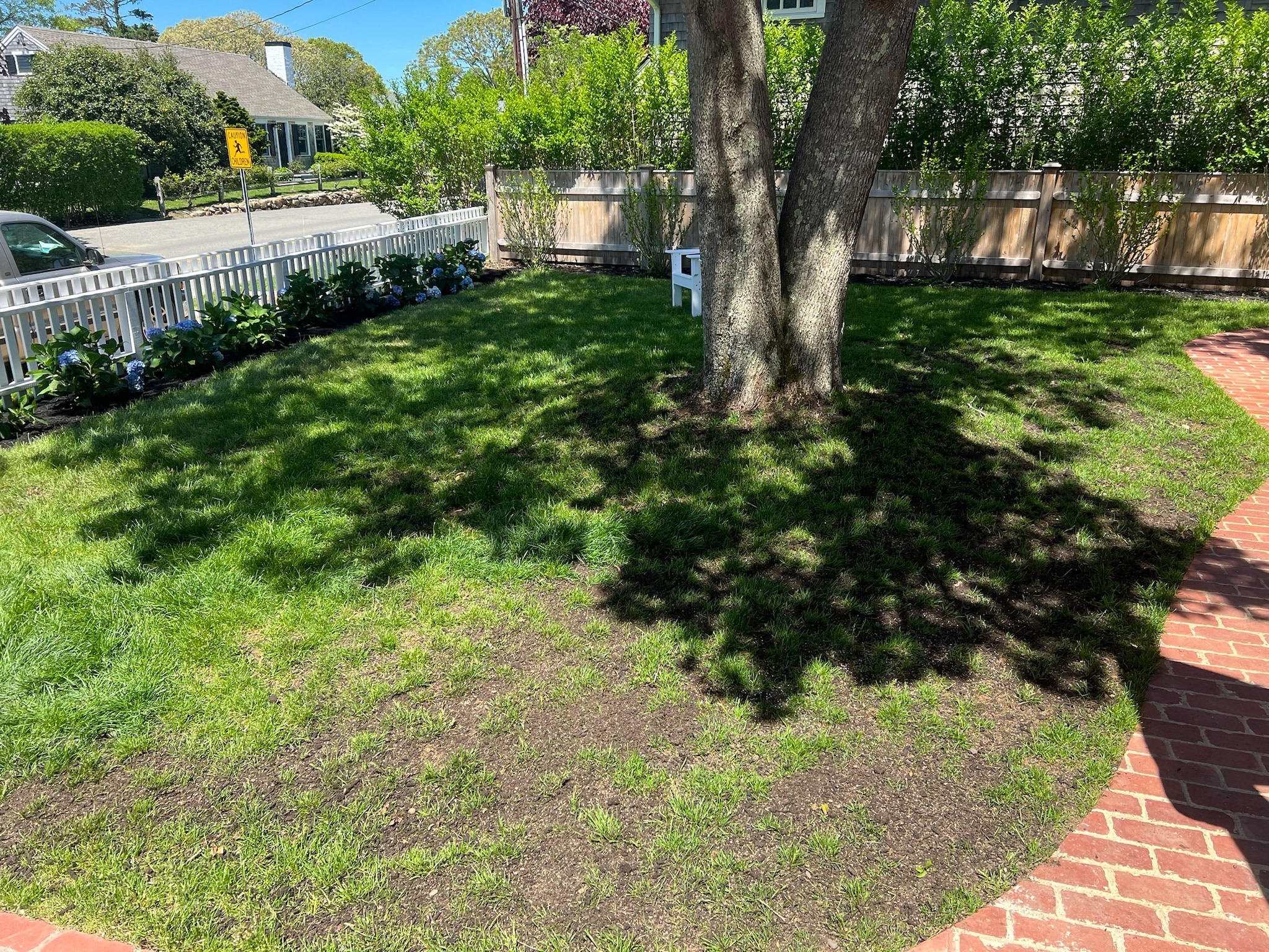 Lawn overseeding application over an existing lawn on Martha’s Vineyard