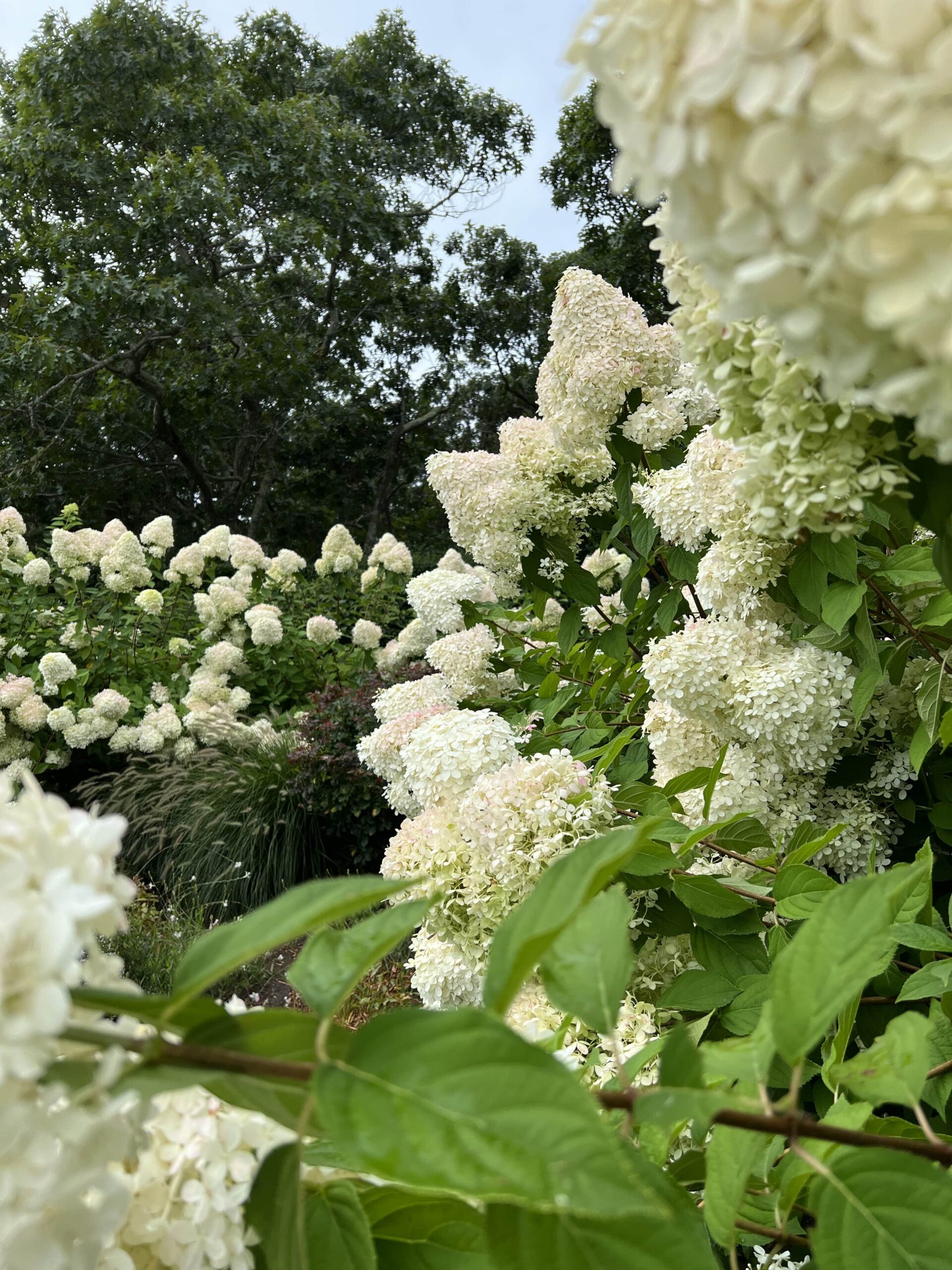 Plant bed maintenance including shrub and perennial care on Martha’s Vineyard