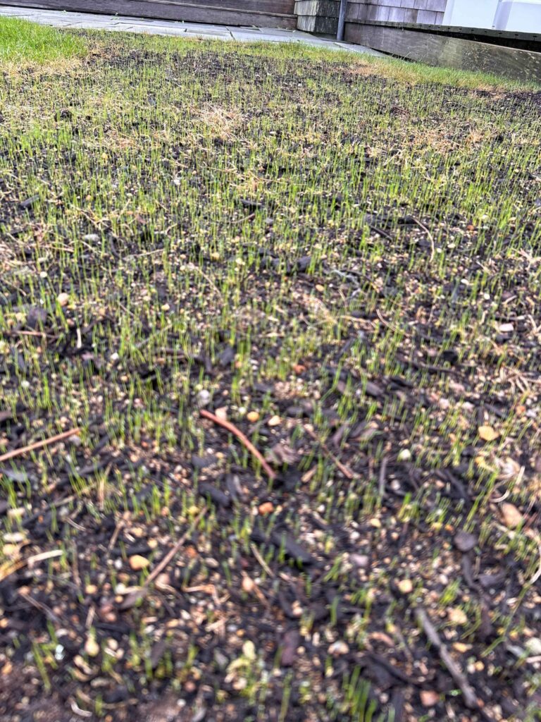 Aerated lawn with soil plugs prepared for seeding on Martha’s Vineyard