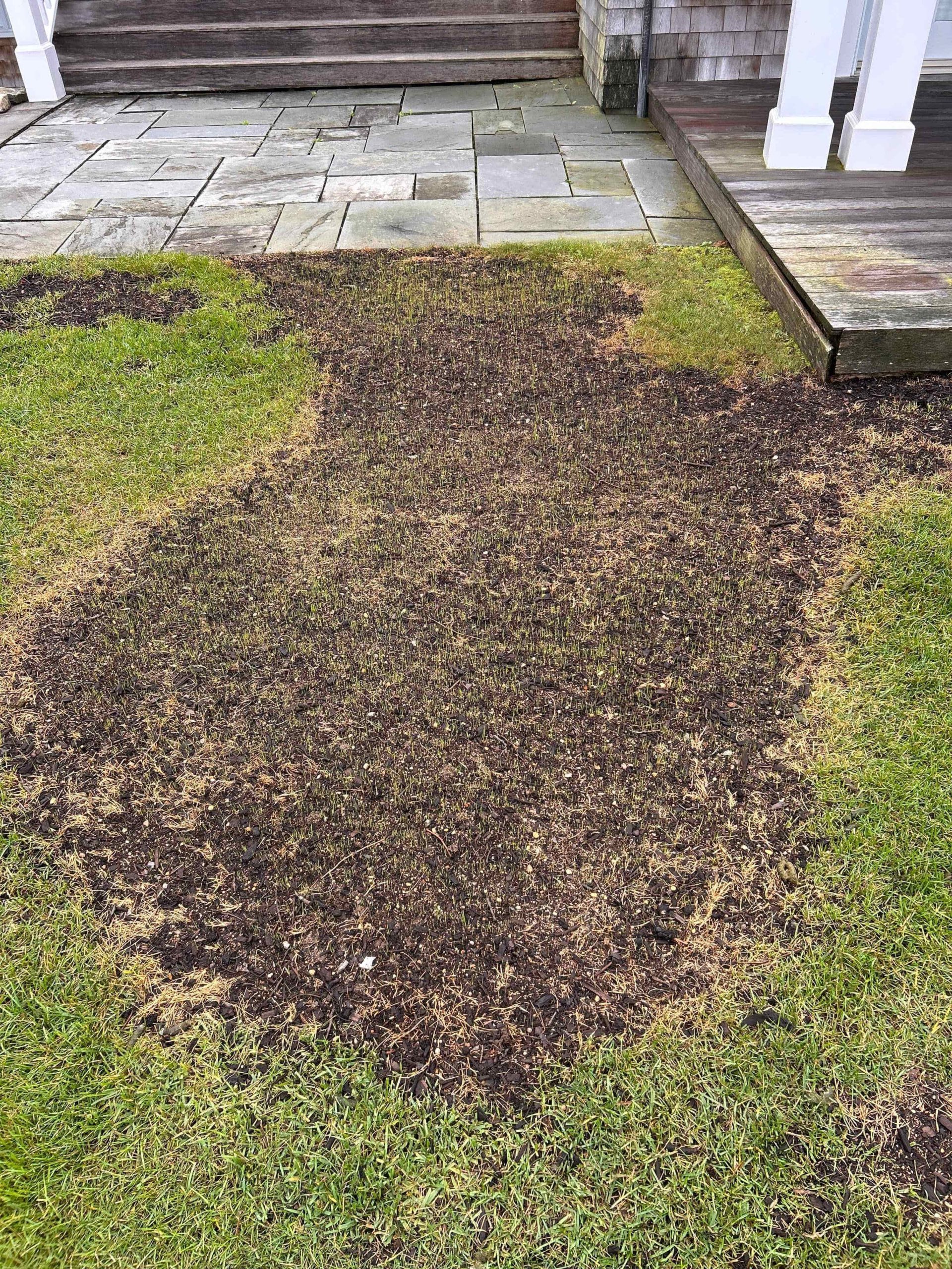 Early grass growth following overseeding on a Martha’s Vineyard lawn