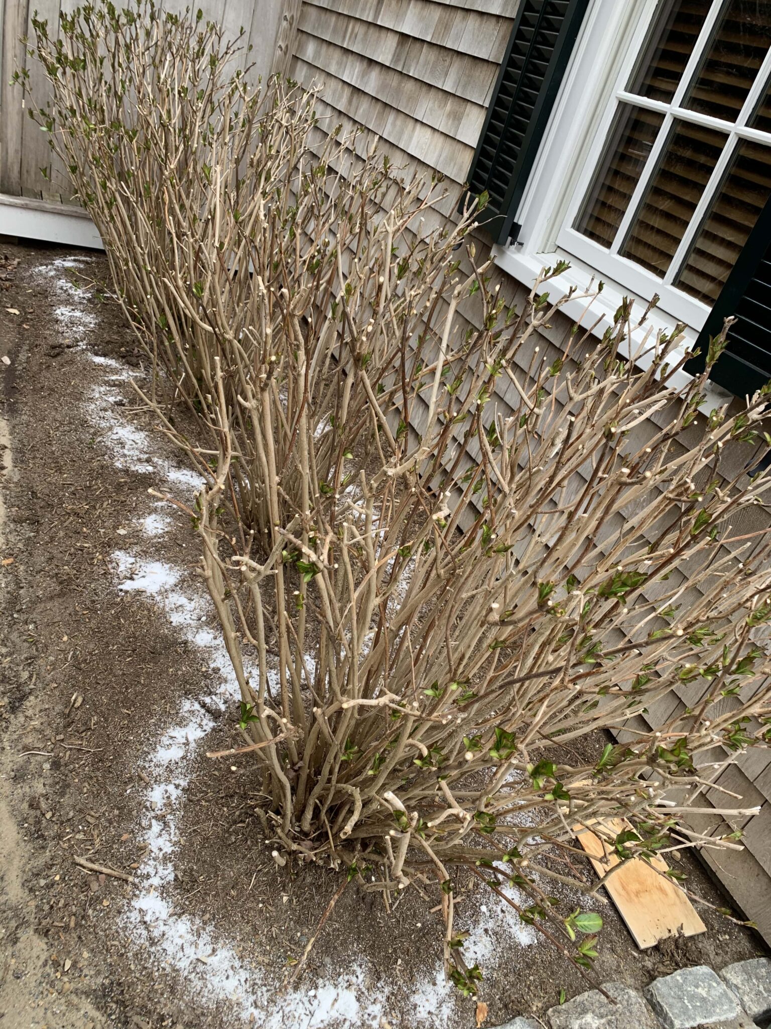 Shrub fertilization performed in landscape beds by a professional landscaping company on Martha’s Vineyard