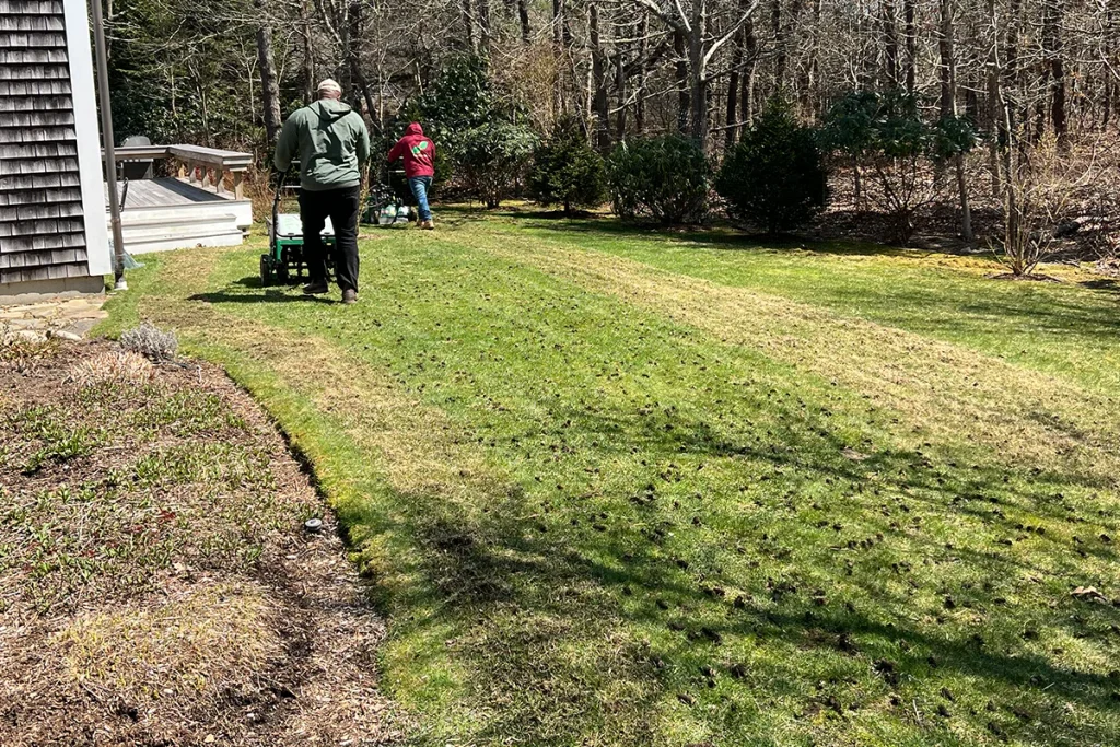 Aeration and overseeding an existing lawn on Martha’s Vineyard