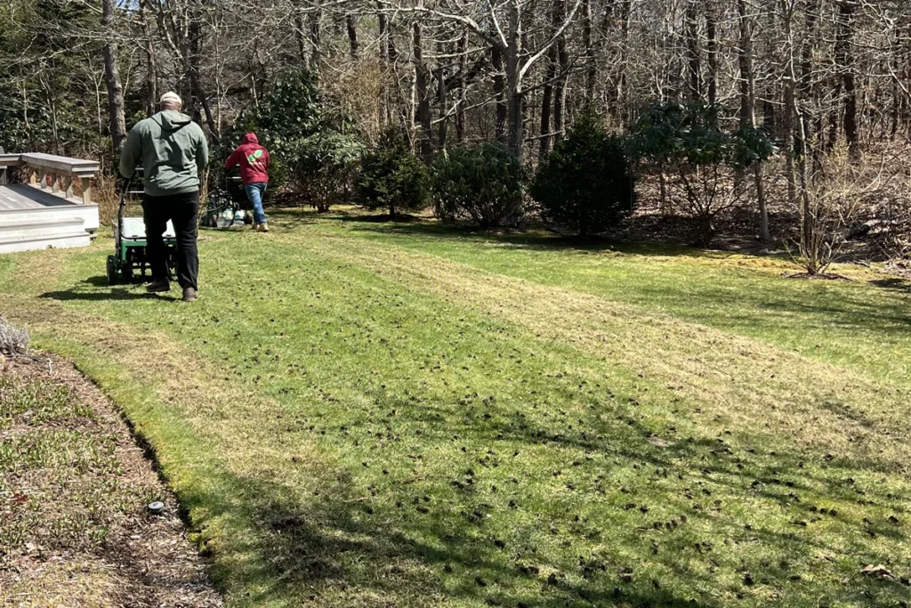 Core aeration and overseeding process for a Martha’s Vineyard lawn