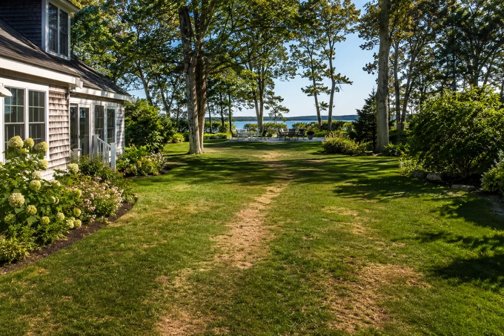 Thin and stressed Martha’s Vineyard lawn after summer use