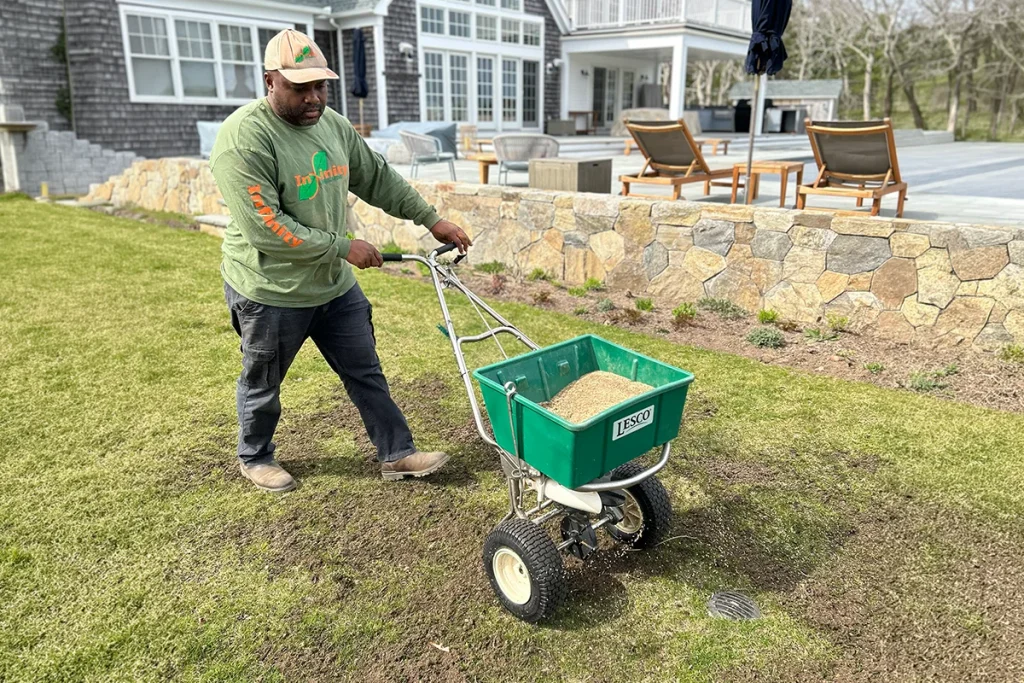 Overseeding during the early fall lawn repair window on Martha's Vineyard