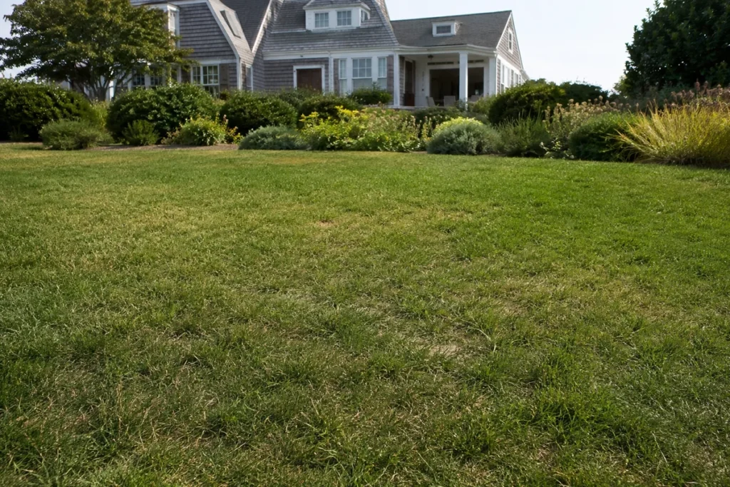 Summer-stressed lawn before fall lawn care on Martha’s Vineyard