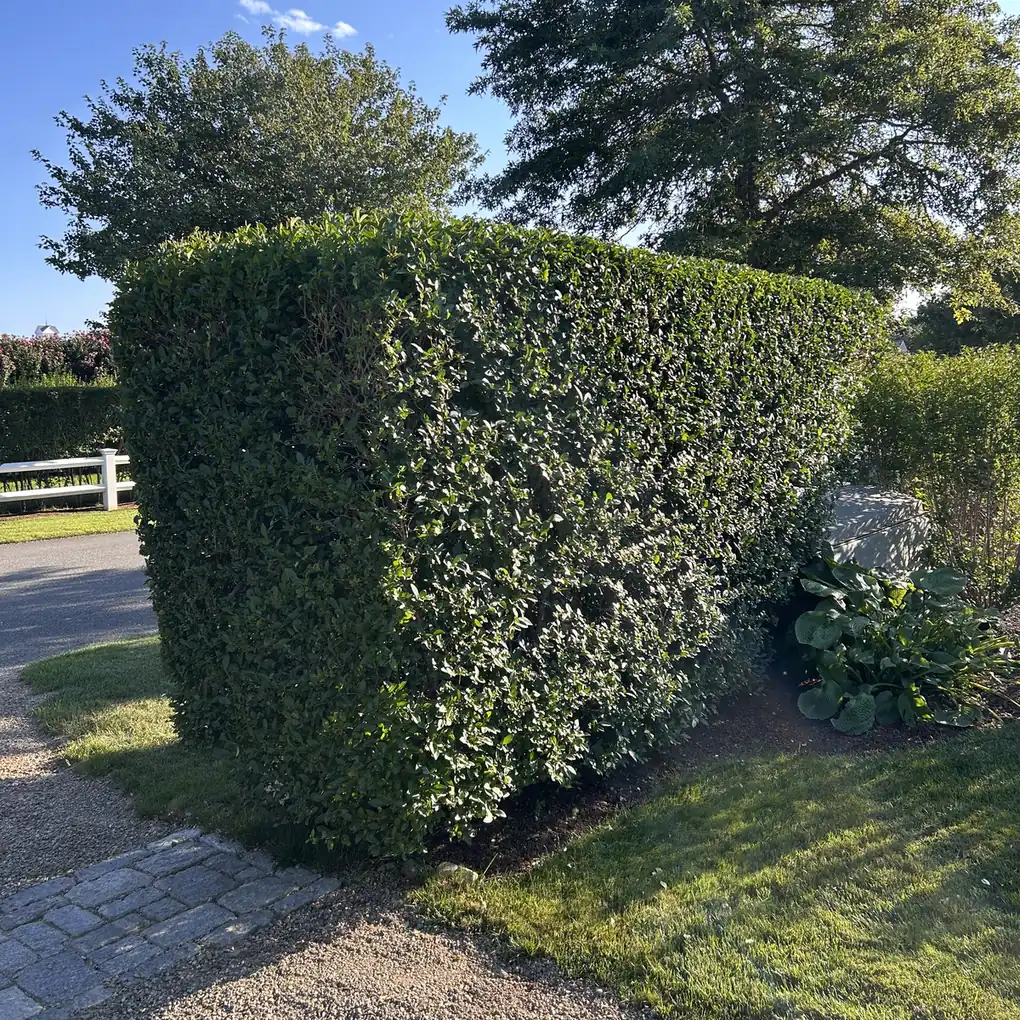 Dense clipped hedge beside a gravel path and stone walkway