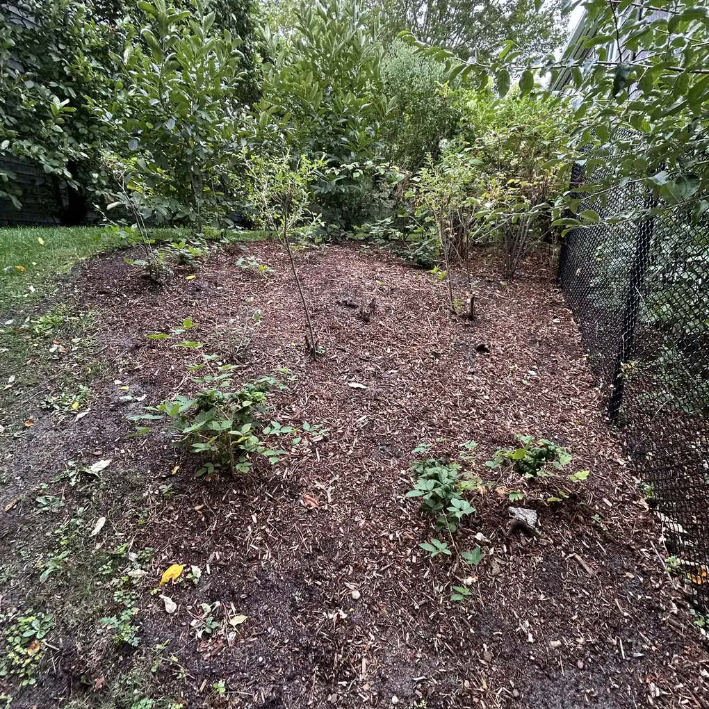 Freshly mulched bed of young shrubs along a chain link fence