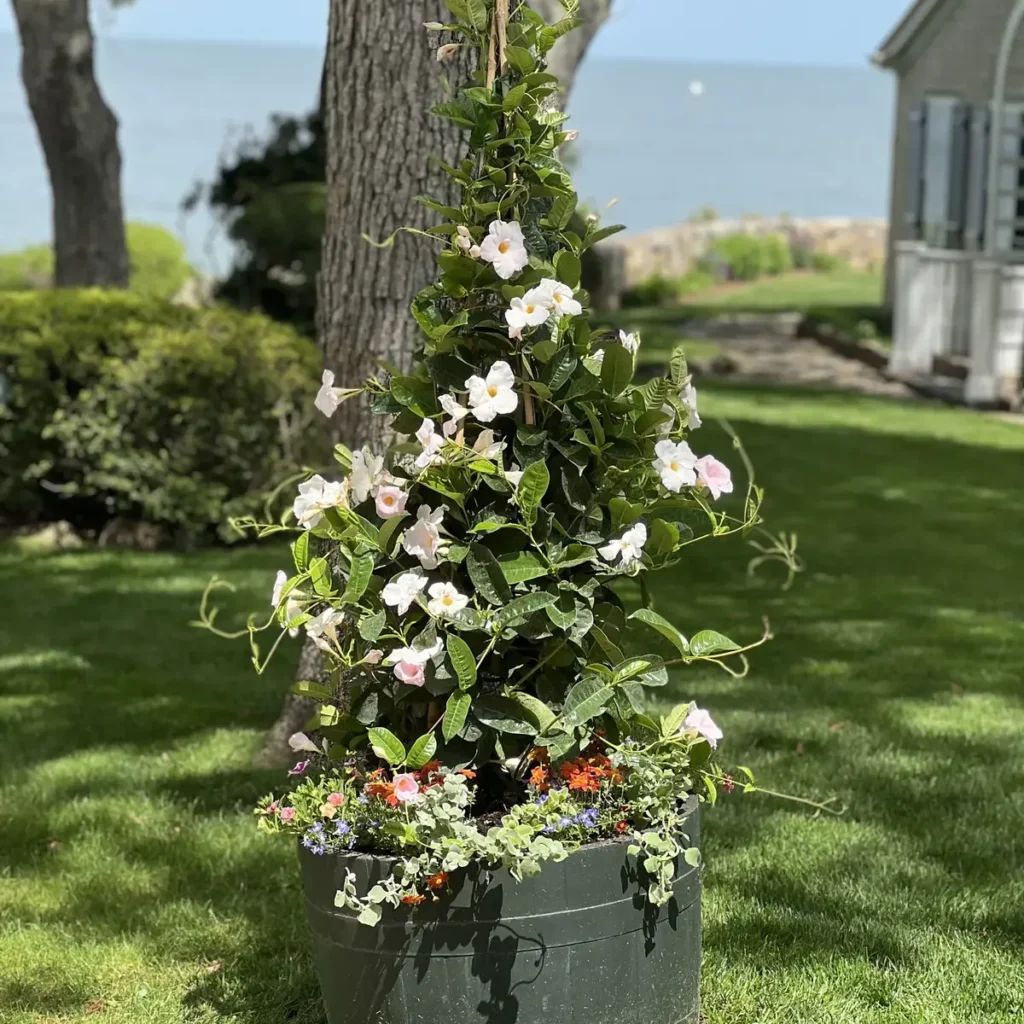 Flowering vine in a container planter on a lawn near the water