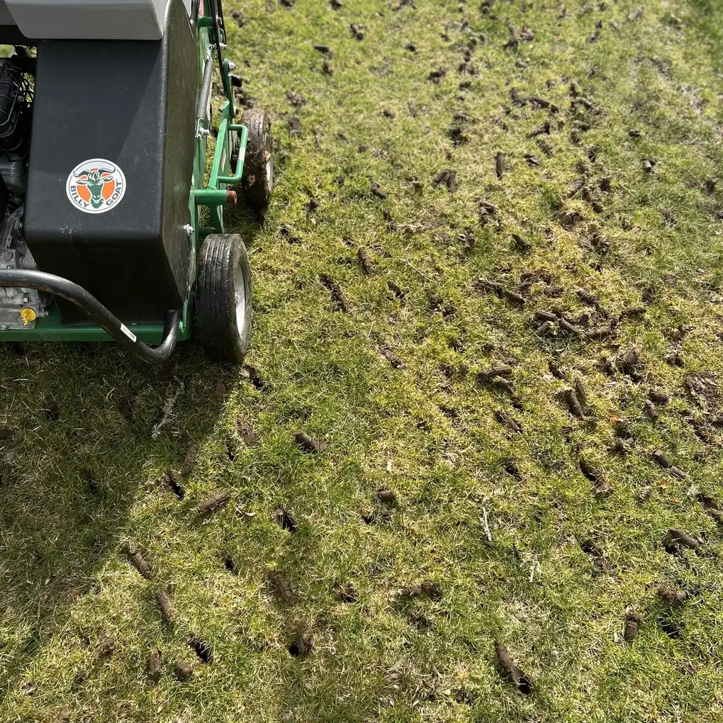 Lawn with soil cores pulled by a core aerator