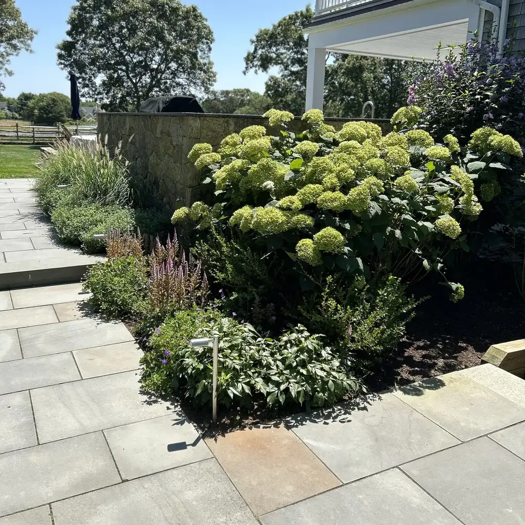 Smooth hydrangeas, astilbe and perennials in a bed beside a bluestone patio