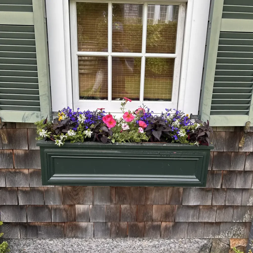 Spring window box planted with pansies under a shuttered window