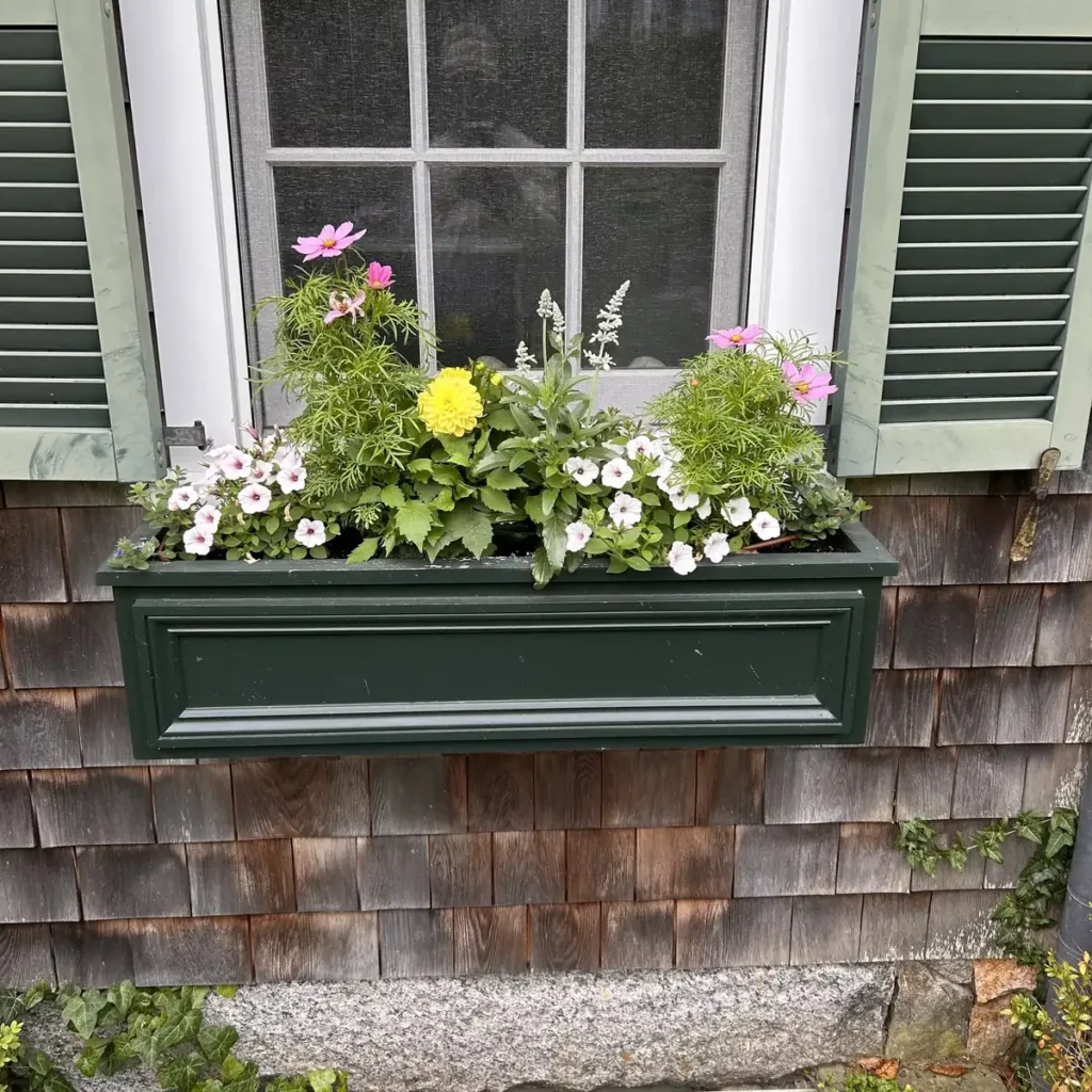 Window box with summer annuals between green shutters on cedar shingles